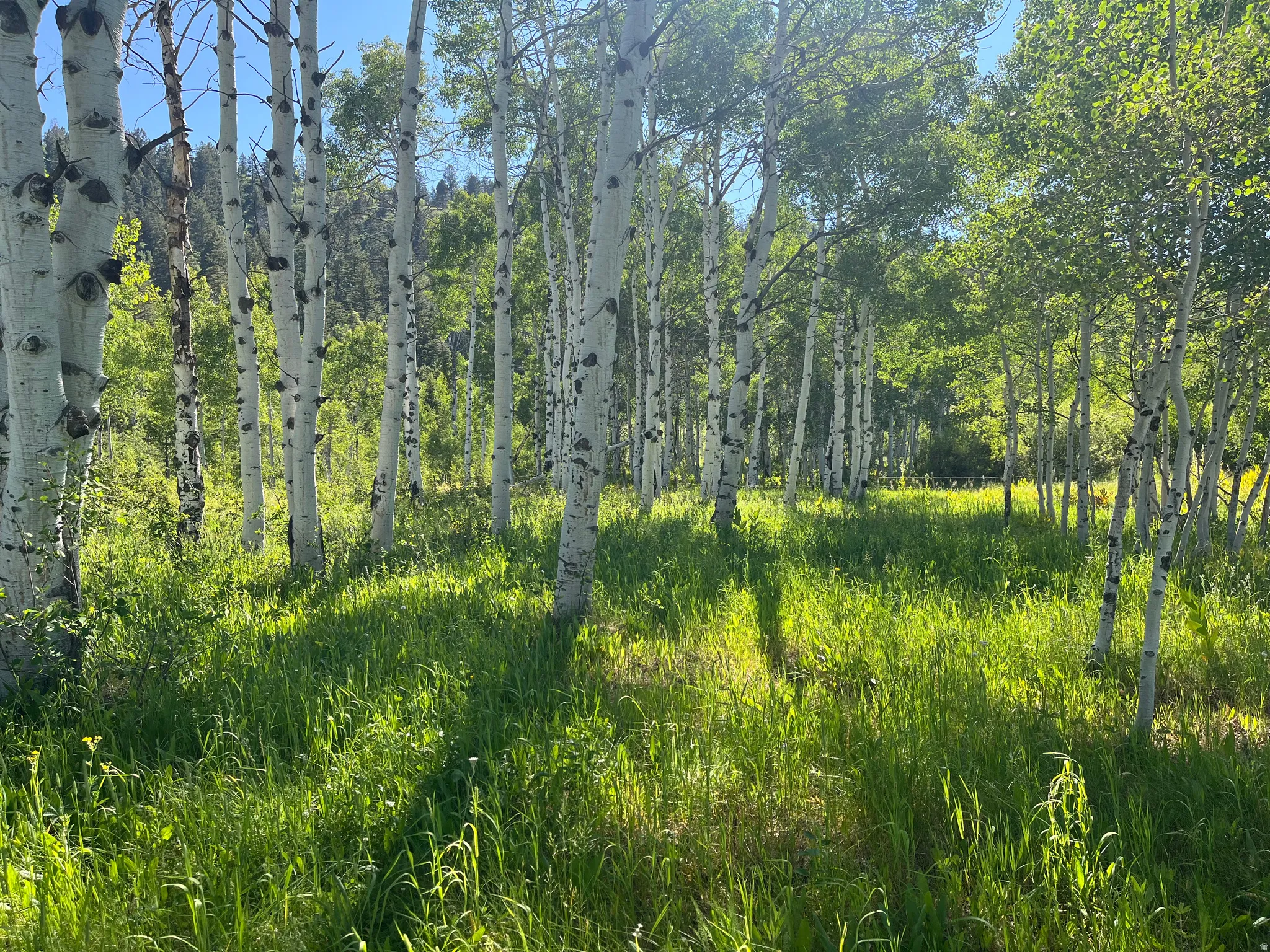 Expansive natural area featuring a dense stand of mature aspen trees, vibrant green undergrowth, and distant evergreen foliage