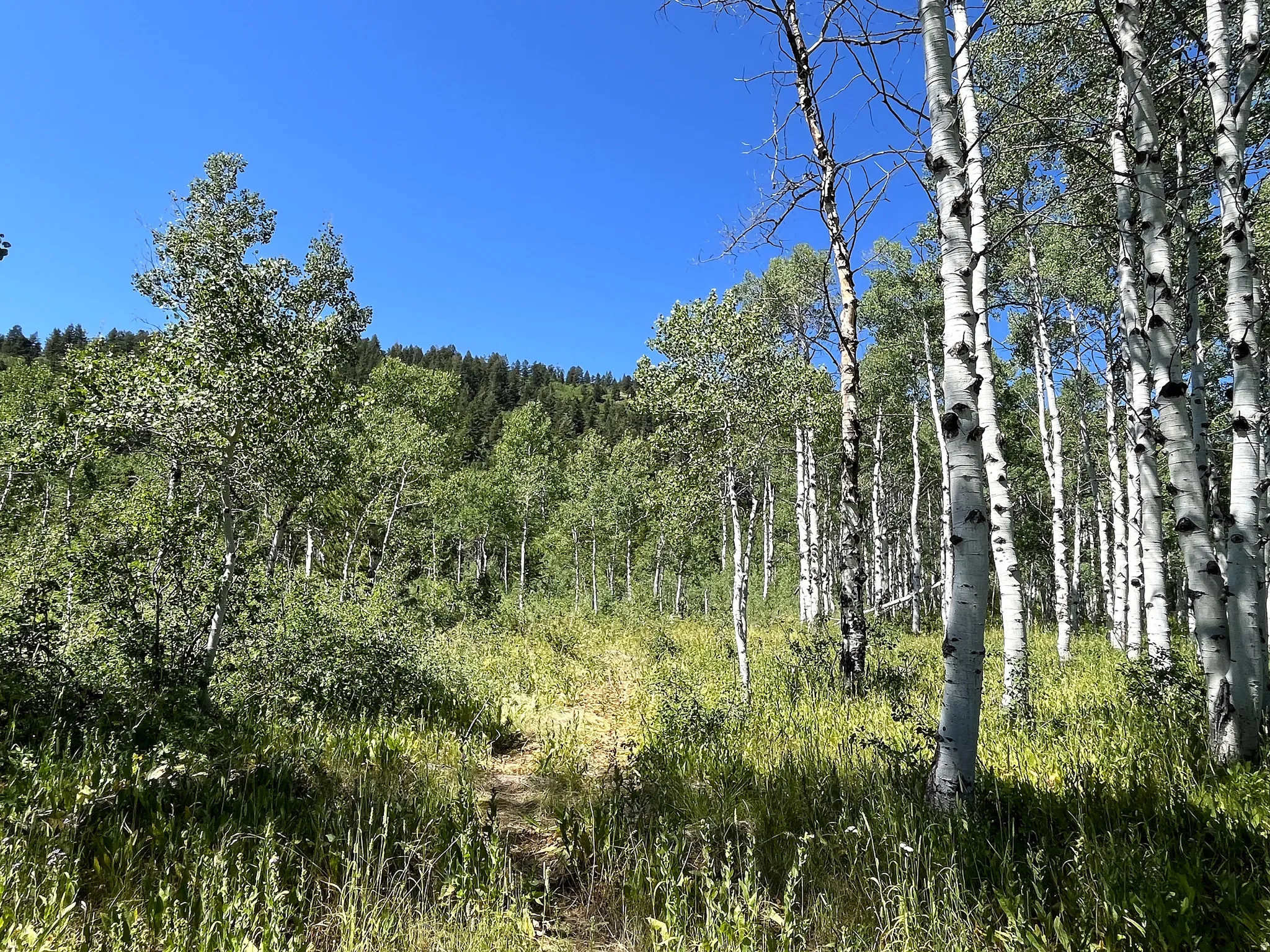 Natural landscape featuring mature aspen trees and dense green foliage