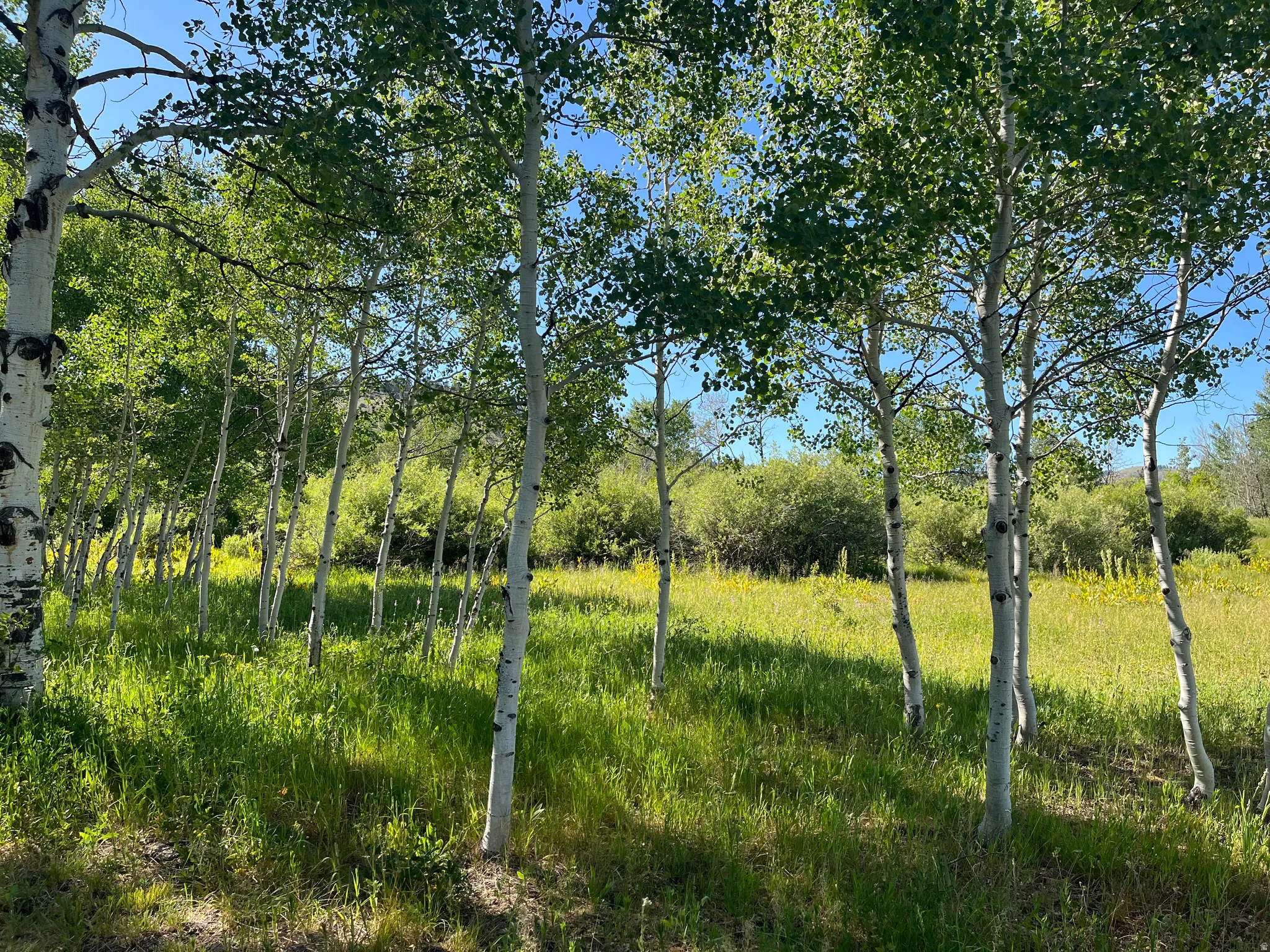 Mature deciduous trees with light-colored bark and vibrant green foliage