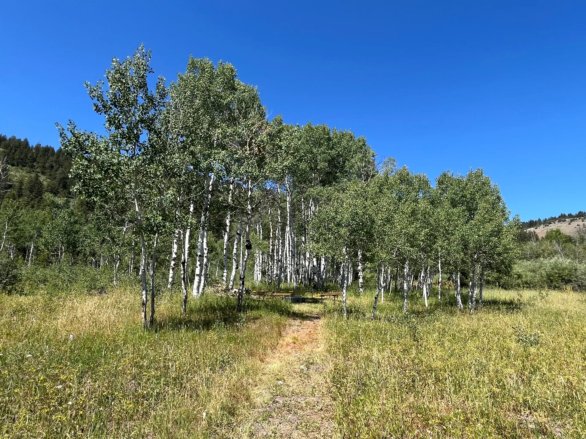 Expansive natural landscape featuring a grove of mature aspen trees