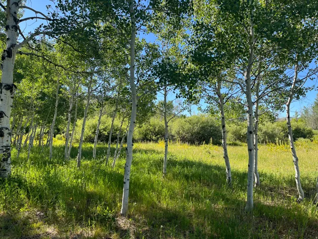 Mature deciduous trees with light-colored bark and vibrant green foliage