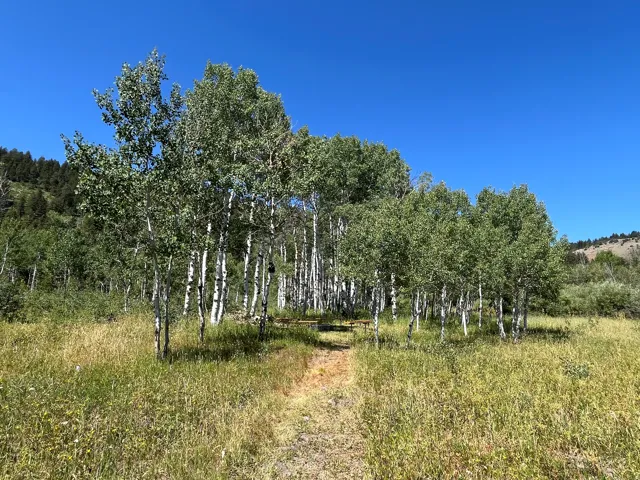 Expansive natural landscape featuring a grove of mature aspen trees