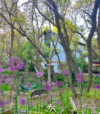 Terraced garden with vibrant purple allium flowers, mature trees, a wooden bench, and raised garden beds