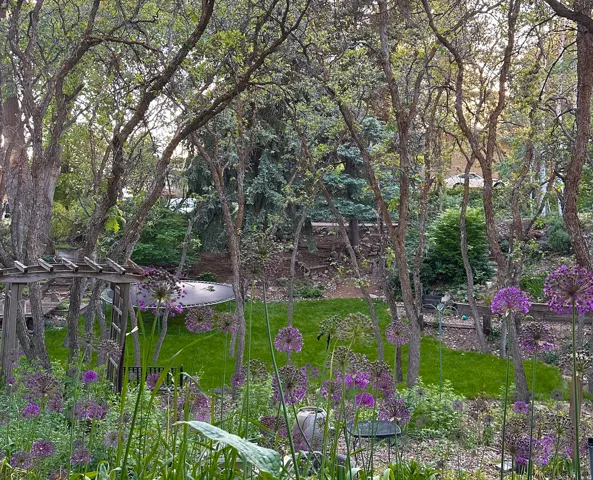 Lush backyard featuring a manicured lawn, established trees, and vibrant purple allium blooms