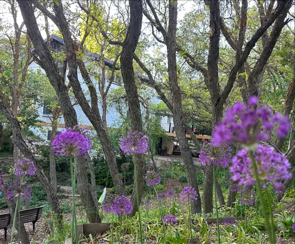 Garden bed featuring purple allium flowers, mature trees, and a distant property with a light-colored exterior and dark roofline