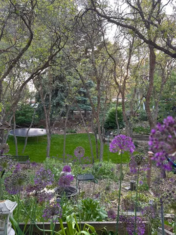 Lush backyard garden featuring vibrant purple allium flowers and established trees