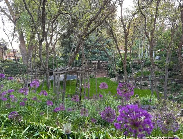 Expansive backyard featuring vibrant purple alliums, mature trees, a wooden pergola, and terraced landscaping