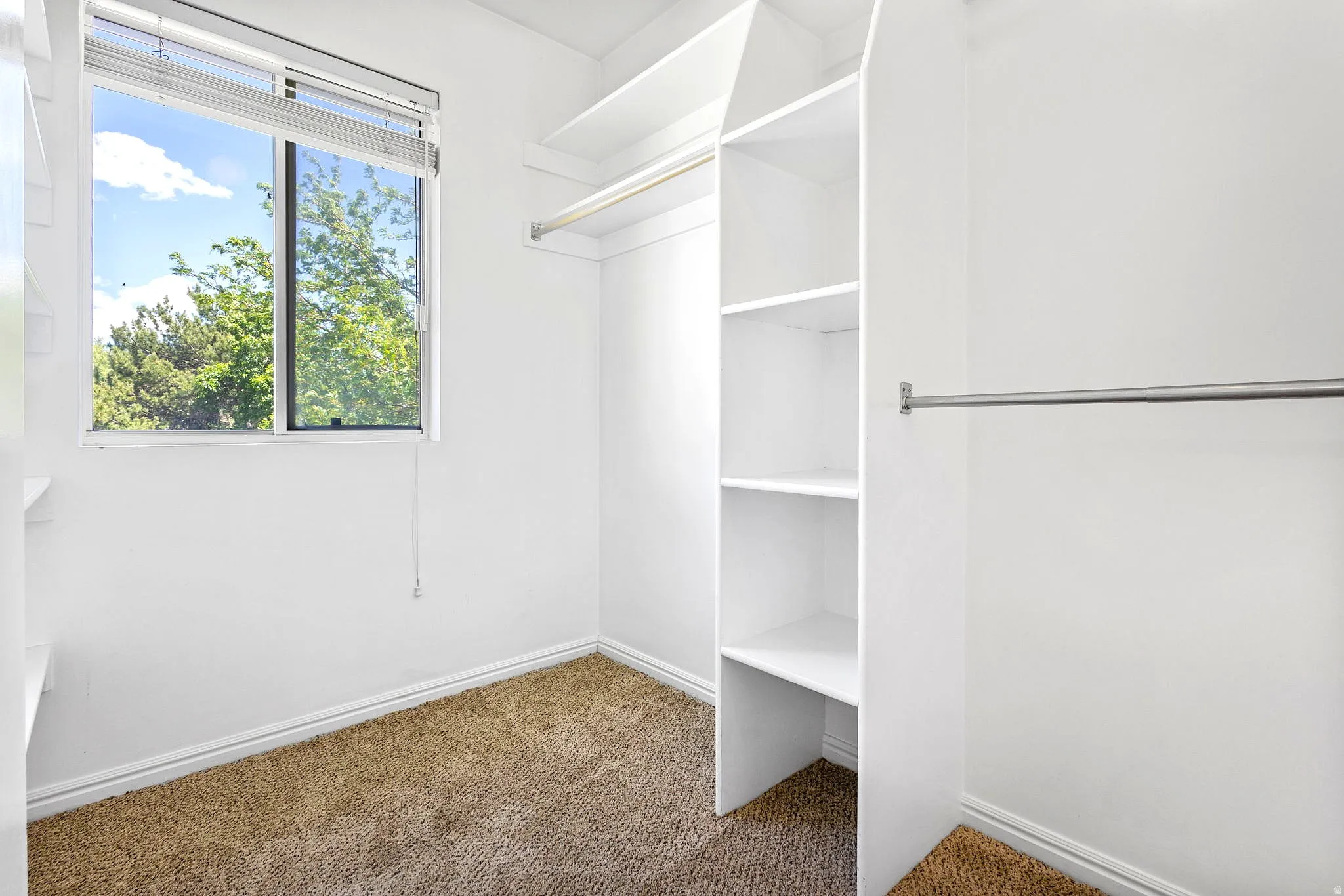 Primary Walk-in closet featuring built-in shelving, chrome hanging rods, a window, brown carpet, and white baseboards