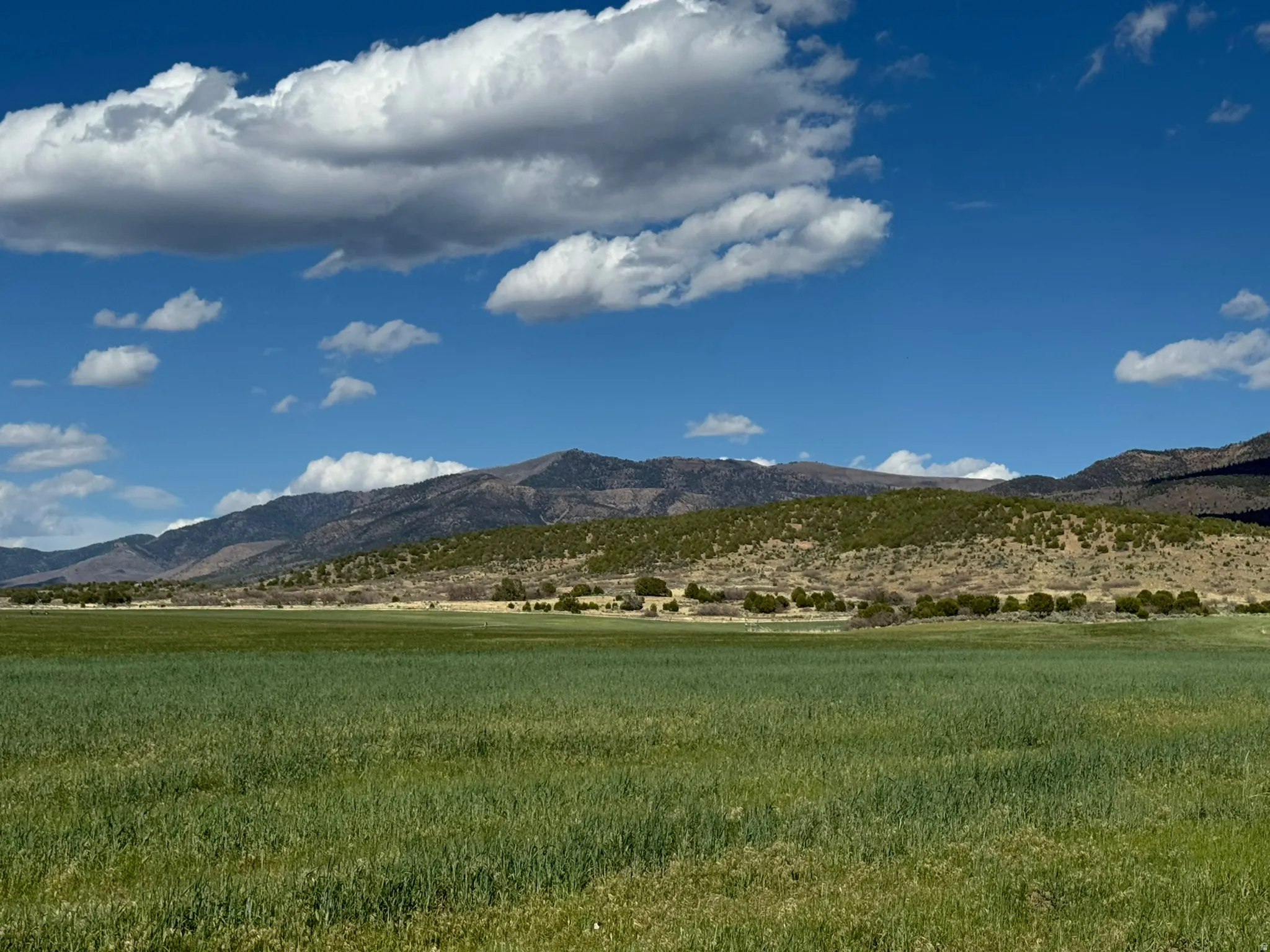 Expansive green field with natural ground cover extending to a treeline