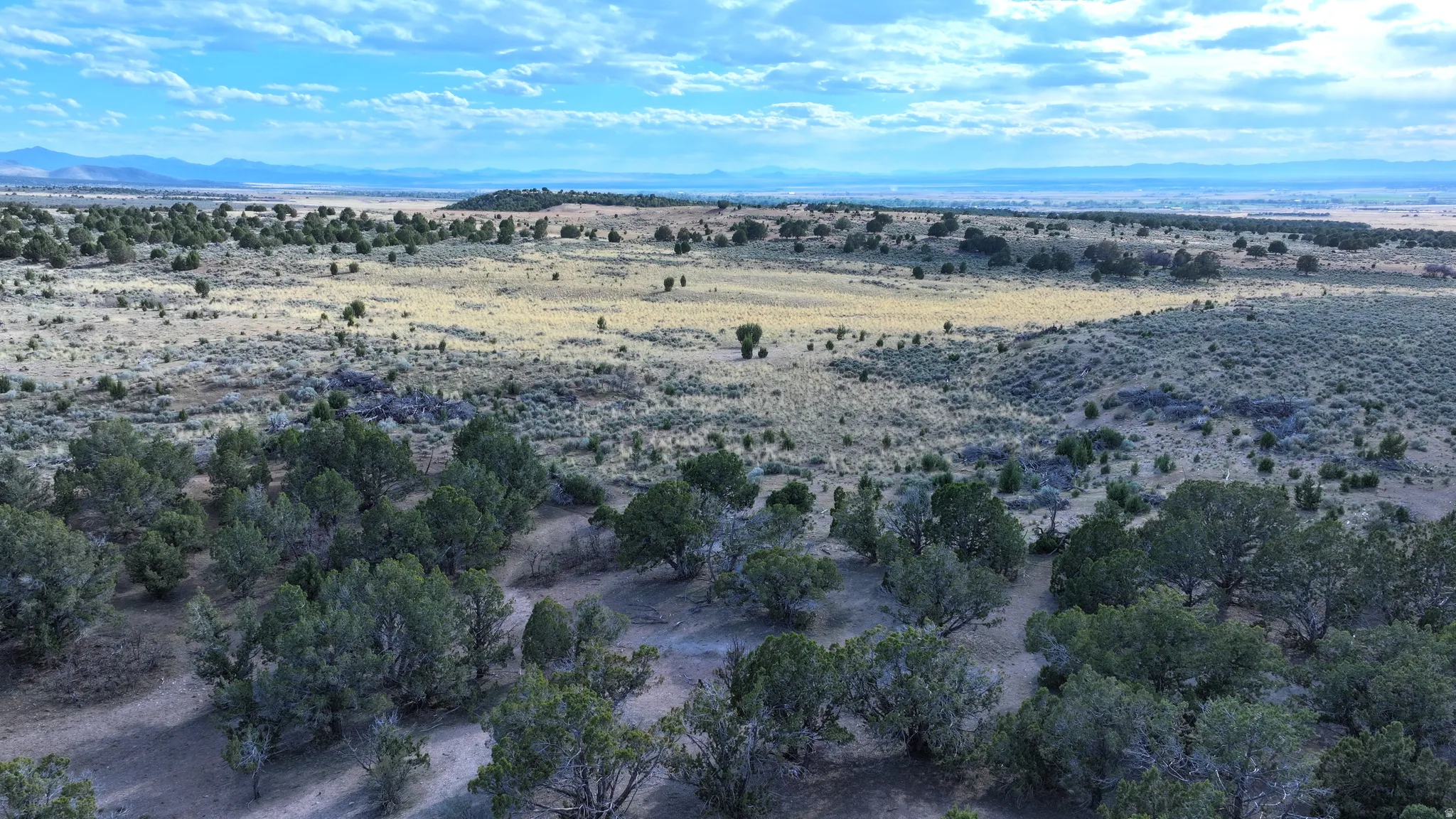 Expansive natural landscape featuring scattered evergreen trees and varied ground cover