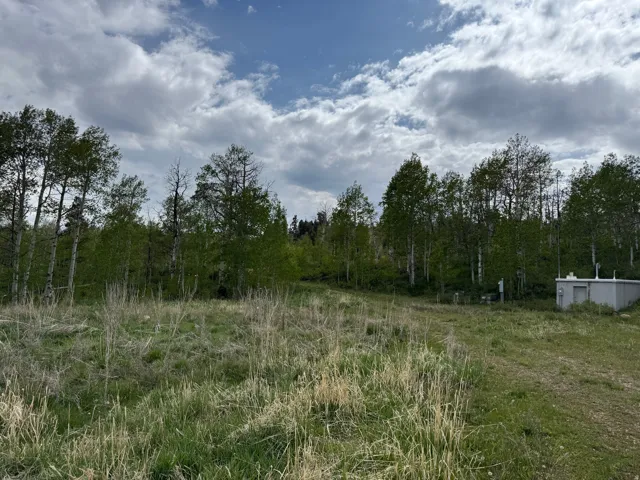 Expansive natural landscape featuring a mix of mature deciduous and evergreen trees, with scattered infrastructure elements