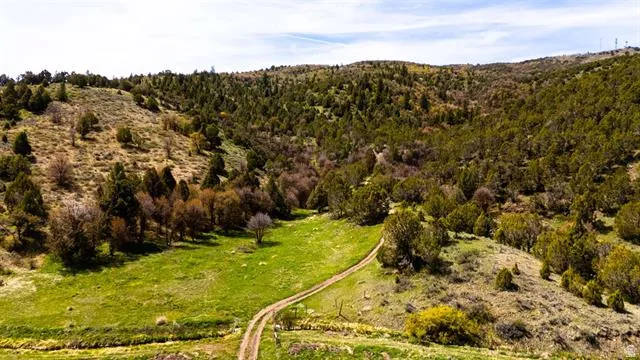 Expansive natural landscape featuring rolling hills, mature evergreen trees, and a winding dirt path