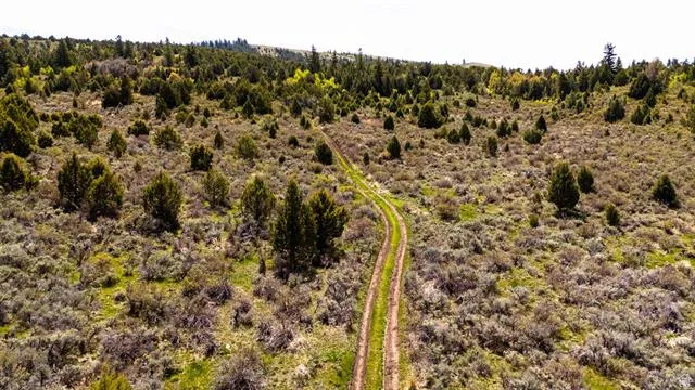 Expansive natural landscape featuring a winding dirt path, scattered evergreen trees, and diverse scrub brush vegetation across rolling terrain