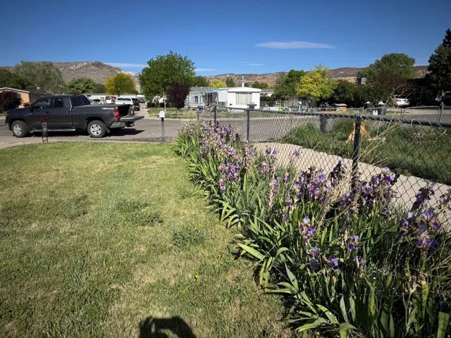Manicured lawn with a border of purple flowering plants, concrete walkway, and chain-link fencing