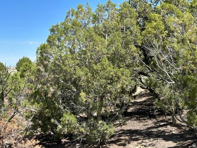 Natural landscape featuring abundant evergreen trees and shrubs under a clear blue sky
