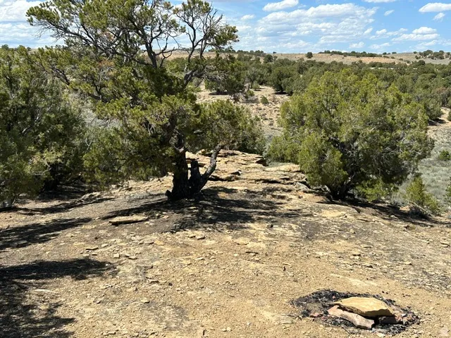 Expansive natural landscape featuring scattered evergreen trees and rugged terrain