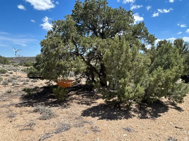 Mature juniper tree providing natural shade
