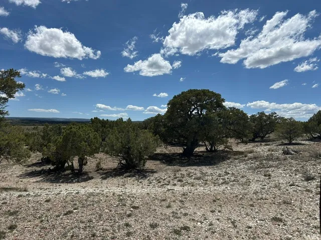 Expansive undeveloped land featuring a mix of mature trees and arid ground cover