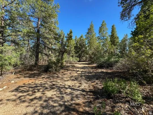 Wooded parcel featuring a natural path, mature pine trees, and diverse native vegetation