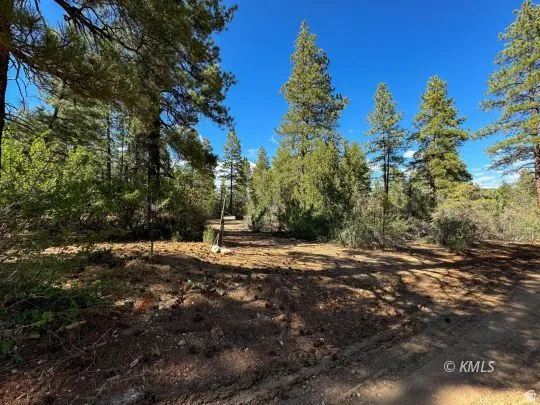 Wooded terrain featuring mature pine trees and natural landscaping