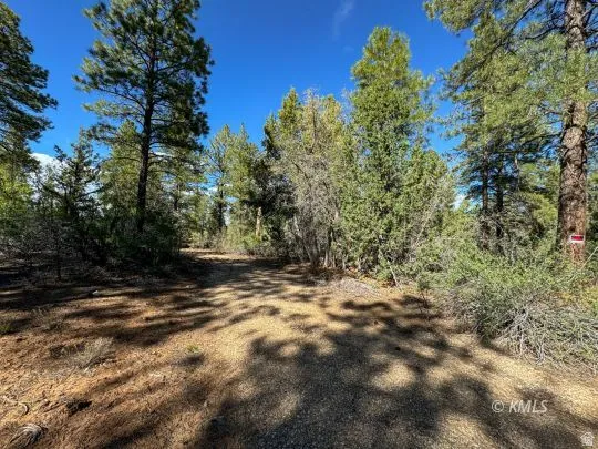 Wooded lot featuring mature pine trees and natural vegetation