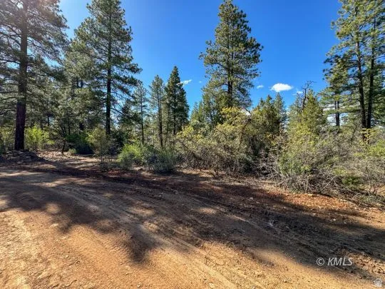Natural landscape with mature evergreen trees and varied undergrowth under a clear blue sky