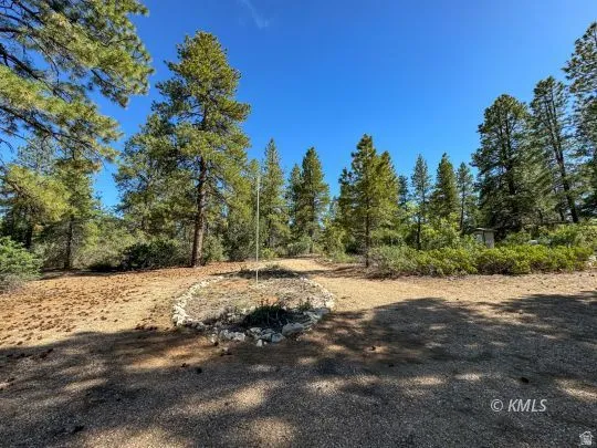 Wooded lot featuring mature pine trees, natural ground cover, and a clear sky