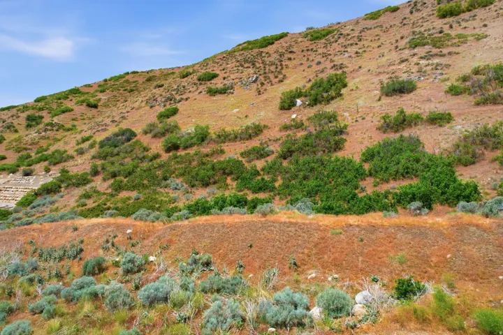 Natural hillside landscape featuring diverse brush and arid flora under a clear sky