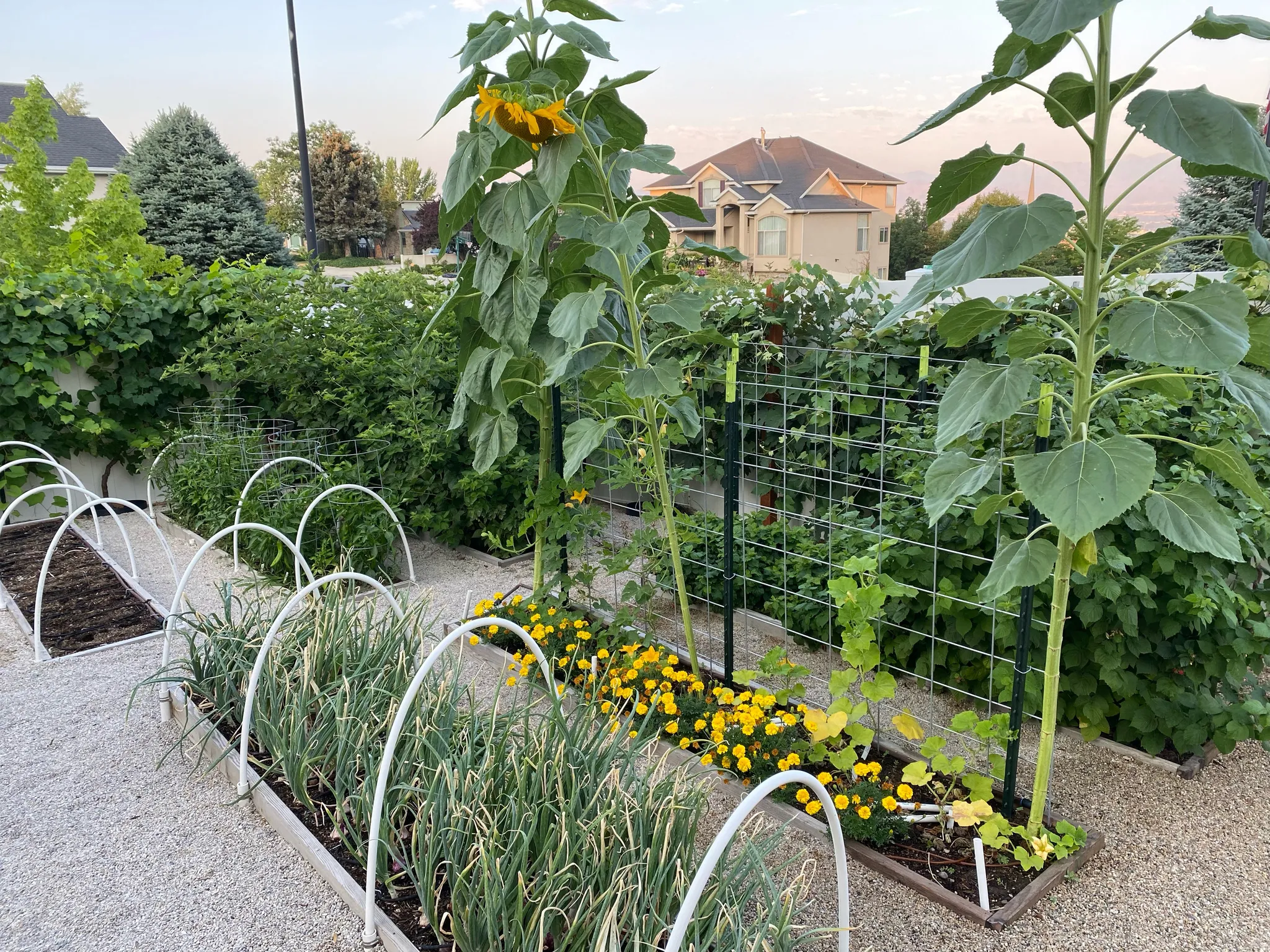 Garden in season