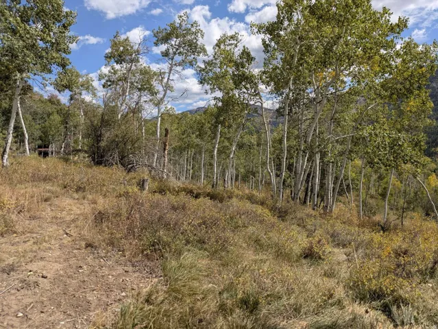 Wooded terrain featuring a stand of mature deciduous trees and natural ground cover