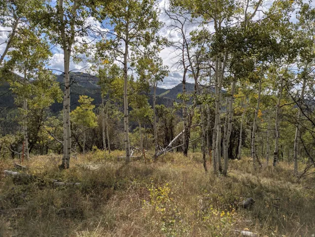 Wooded terrain featuring mature aspen trees and varied foliage