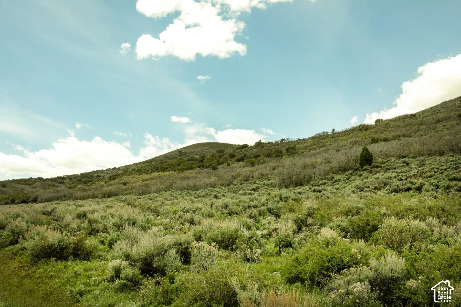 Expansive natural landscape featuring varied green foliage across rolling hills