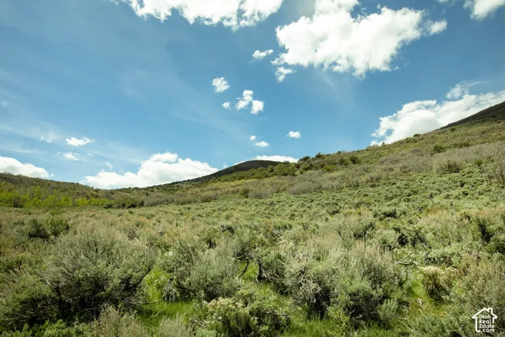 Expansive natural landscape with varied terrain and established vegetation