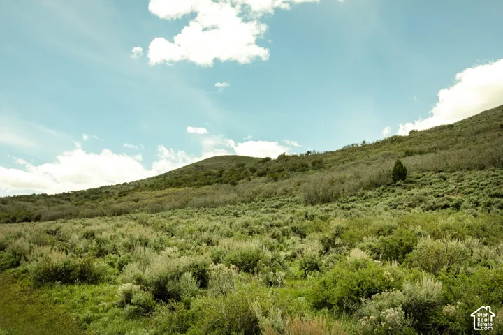 Expansive natural landscape featuring varied green foliage across rolling hills