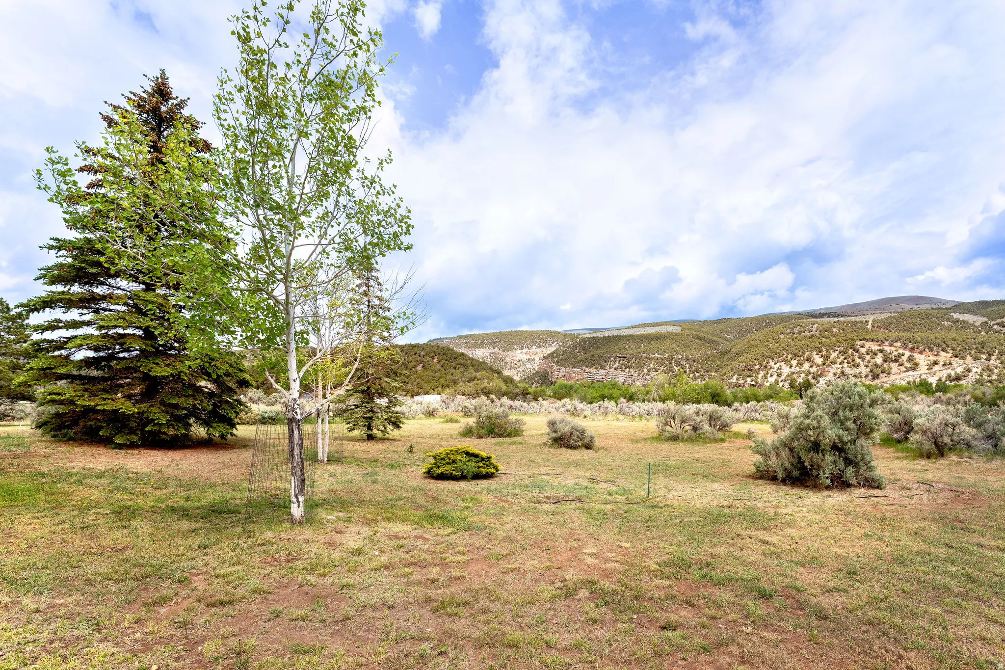 Expansive outdoor area featuring mature evergreen trees and aspens, open grassy terrain, and distant rolling hills