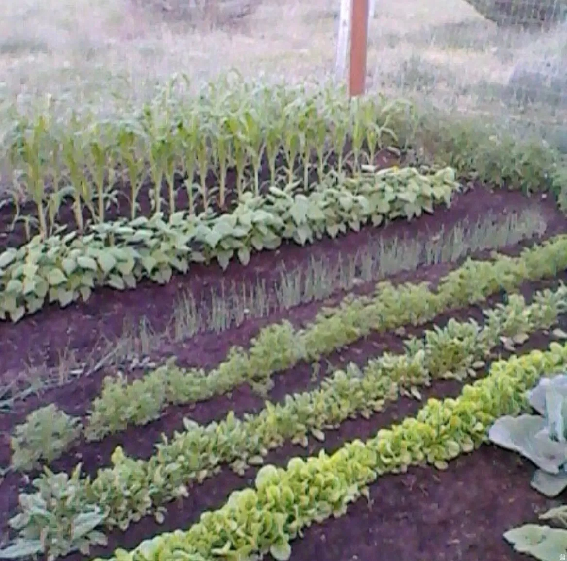 Garden space (last year photo)