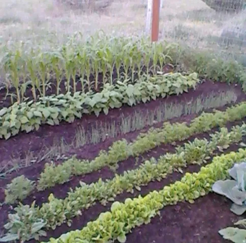 Garden space (last year photo)