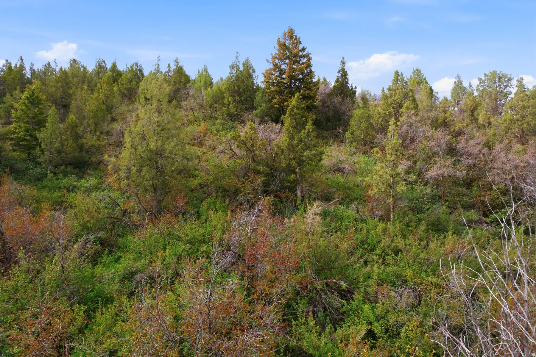 Wooded hillside featuring diverse evergreen and deciduous foliage under a clear sky