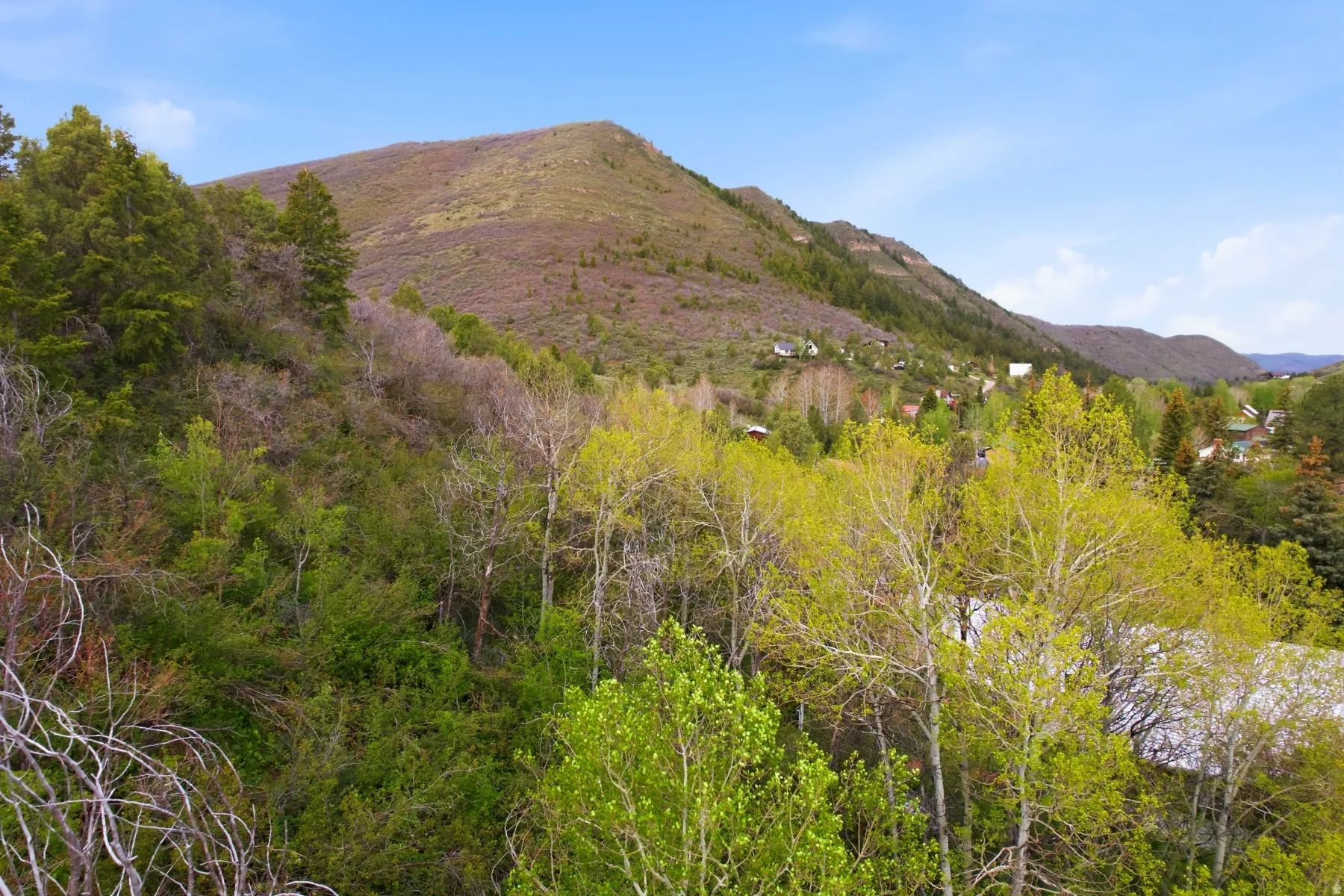 Expansive mountain landscape with diverse tree coverage