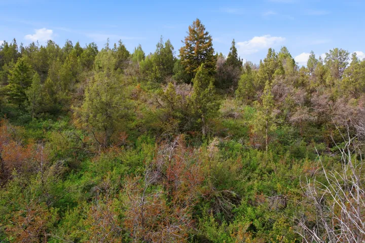Wooded hillside featuring diverse evergreen and deciduous foliage under a clear sky
