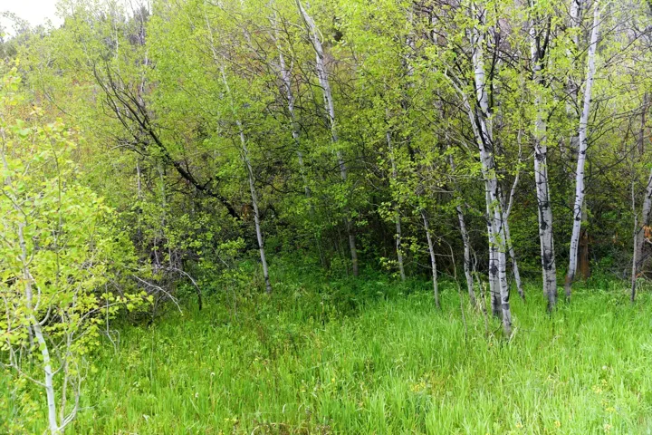 Lush natural landscape featuring mature trees with light bark and vibrant green foliage