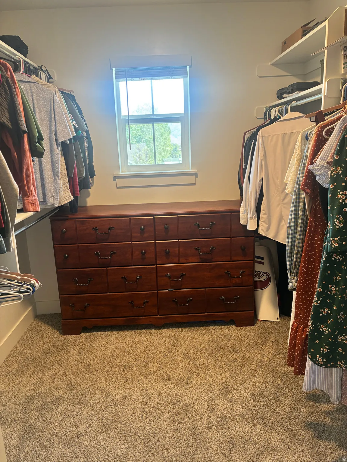 Walk-in closet featuring plush carpeting, a single window with white trim, and built-in shelving and hanging rods