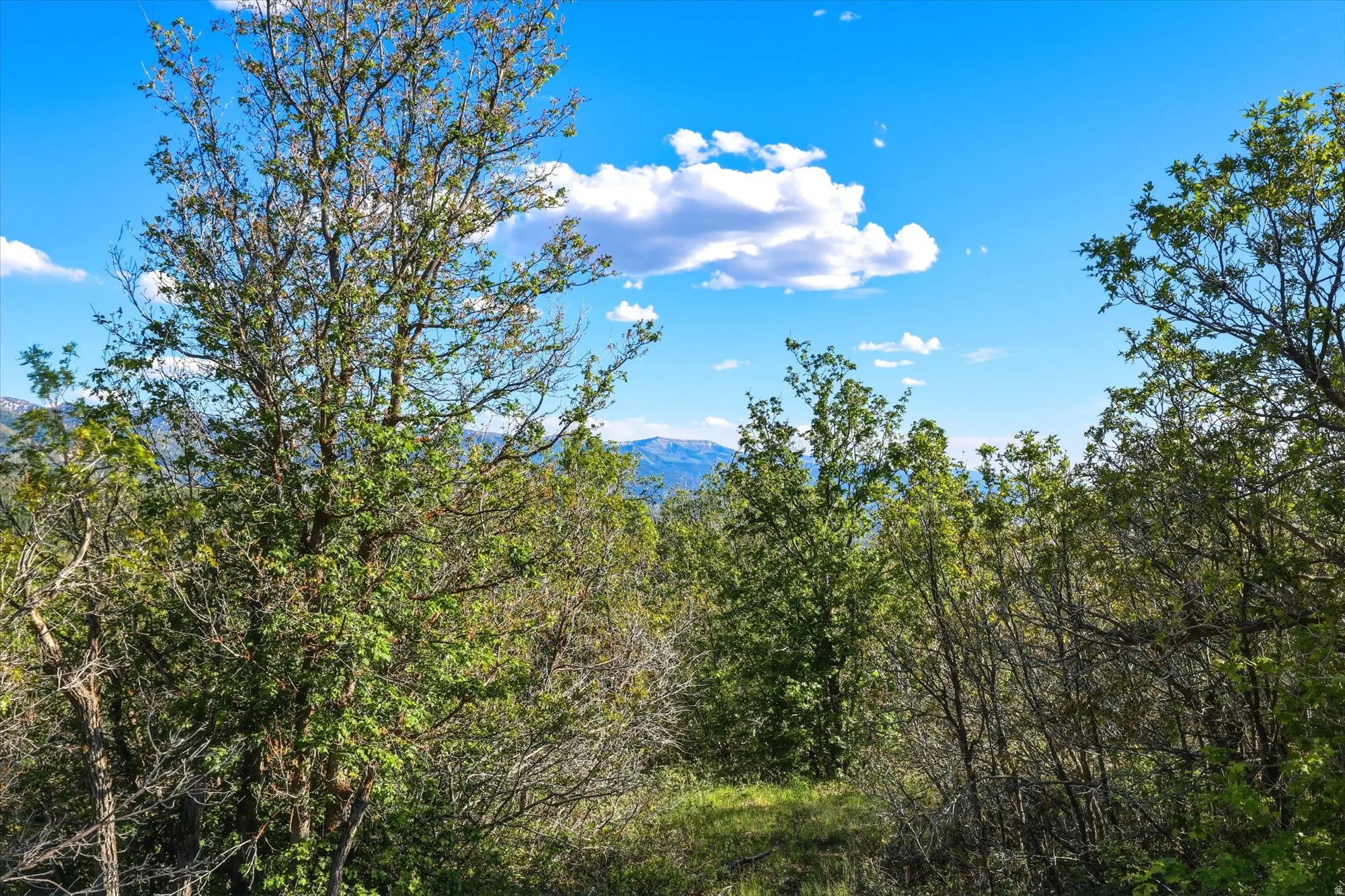 Lush natural foliage with a distant mountain backdrop under a bright blue sky