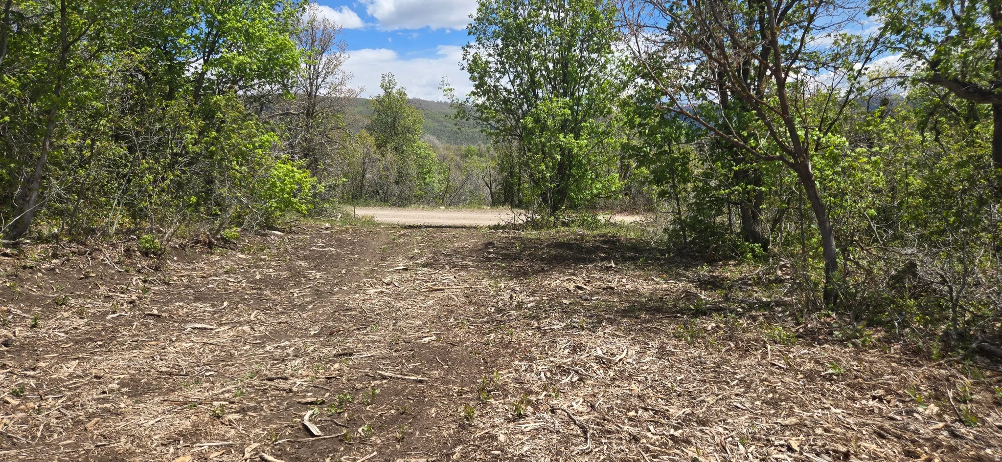 Expansive natural terrain featuring mature trees and the mulched driveway