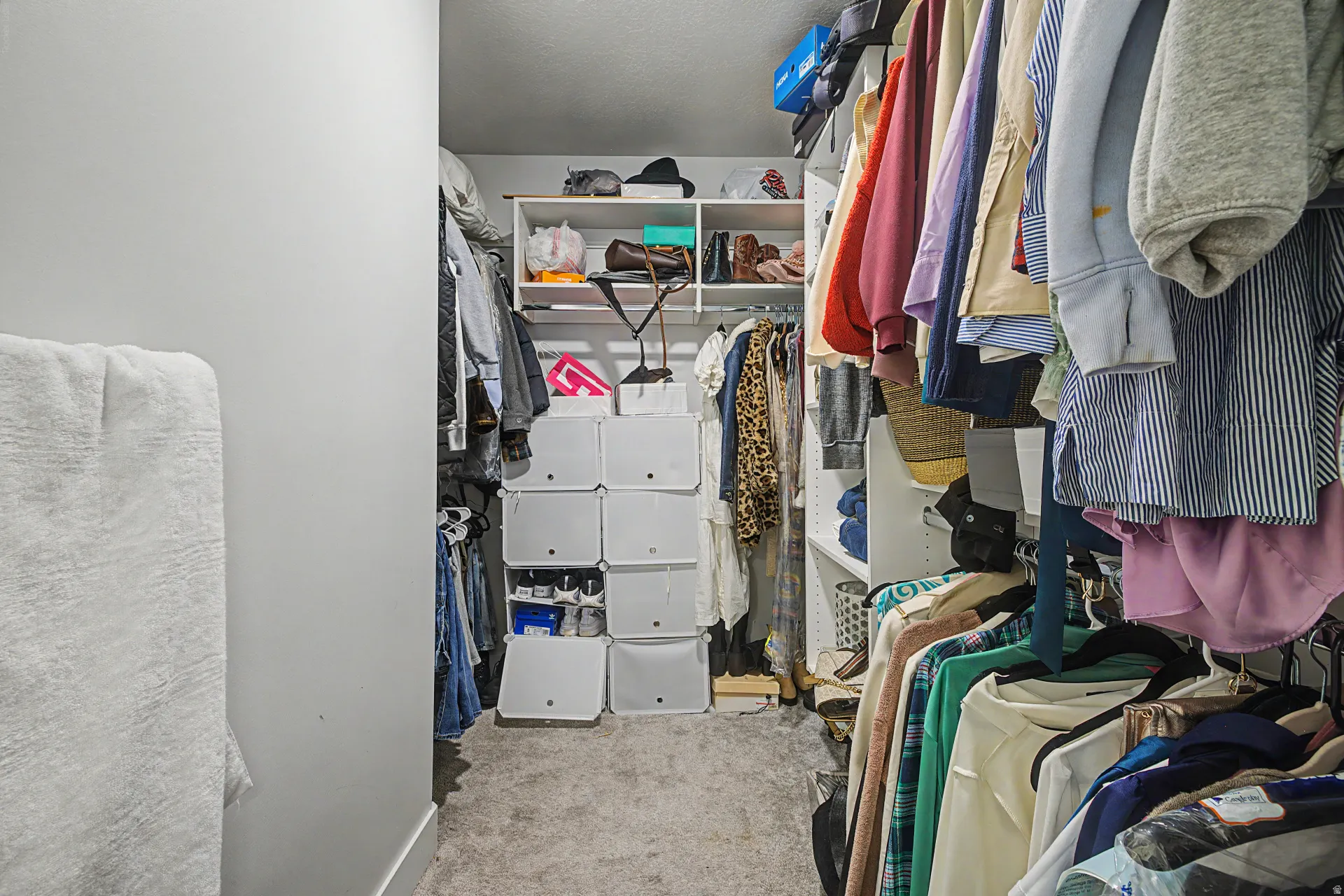Walk-in closet featuring carpet flooring, built-in shelving, and clothes hanging rods