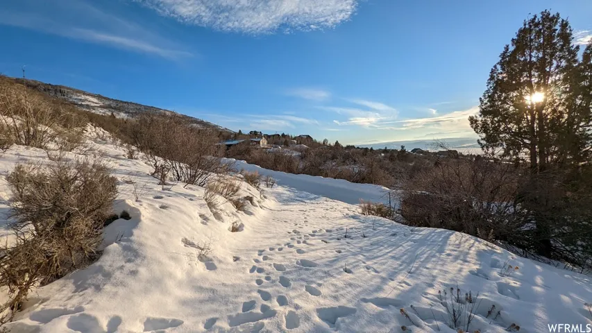 Snow-covered terrain with natural shrubbery and an evergreen tree
