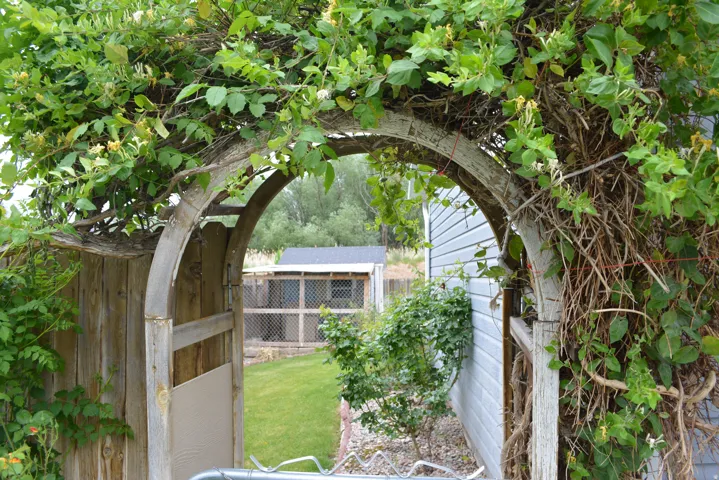 Wooden arbor entrance with climbing foliage, leading to a fenced backyard area featuring a detached storage shed