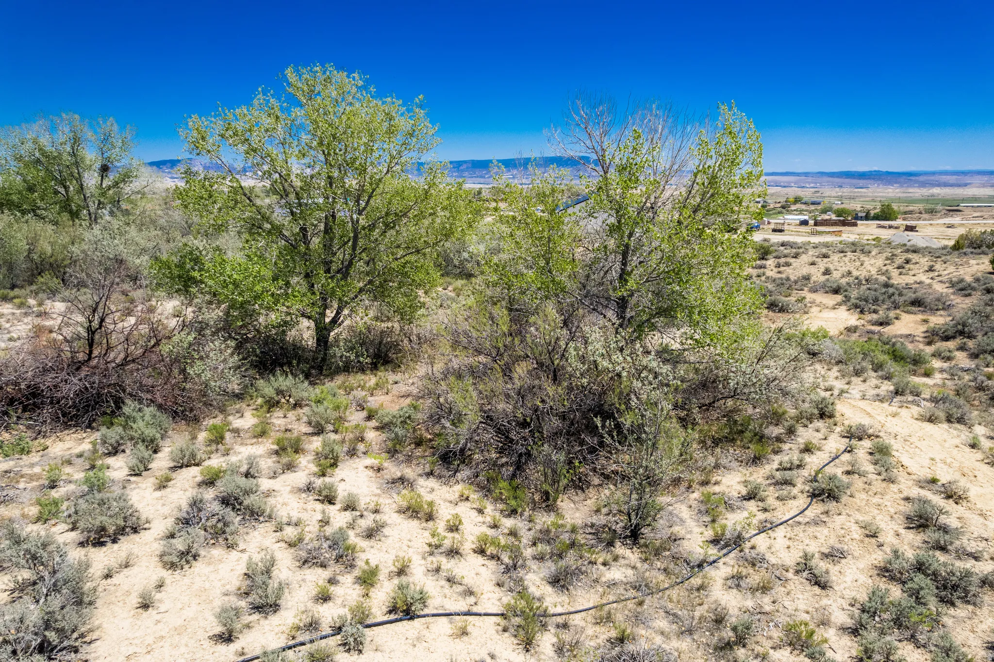 Expansive arid landscape featuring scattered green trees and low-lying desert shrubs under a bright blue sky