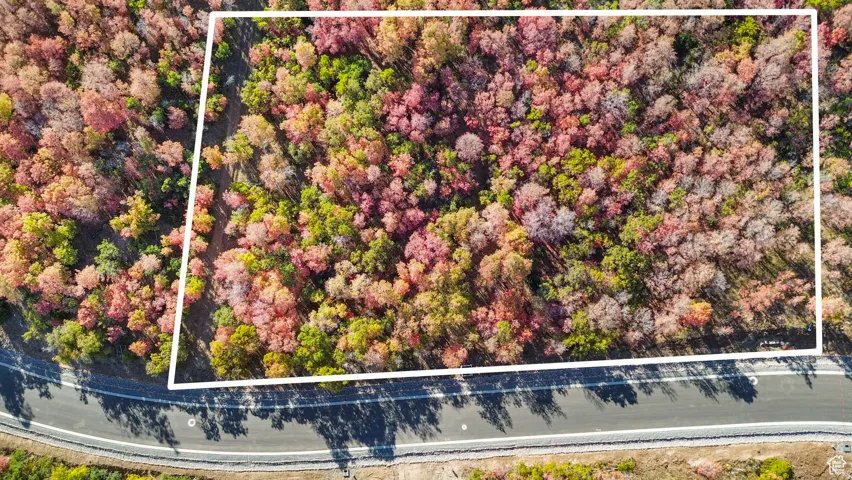 Wooded parcel featuring mature deciduous trees in various stages of autumnal color
