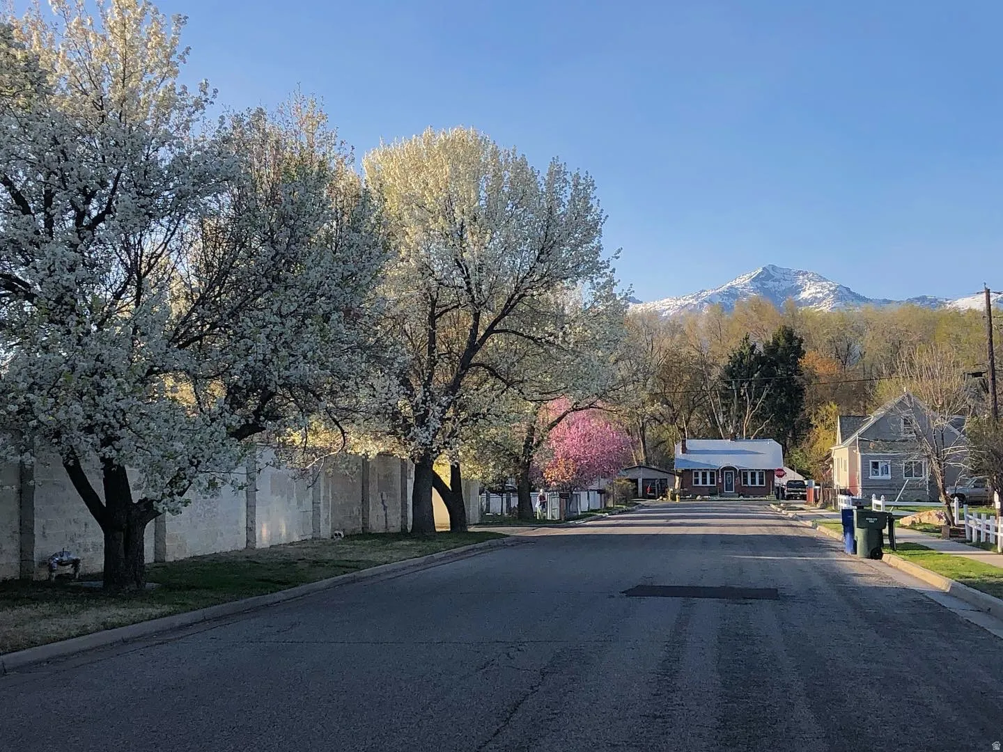 Street scene featuring blooming trees, a paved roadway, and residential properties with a mountainous backdrop